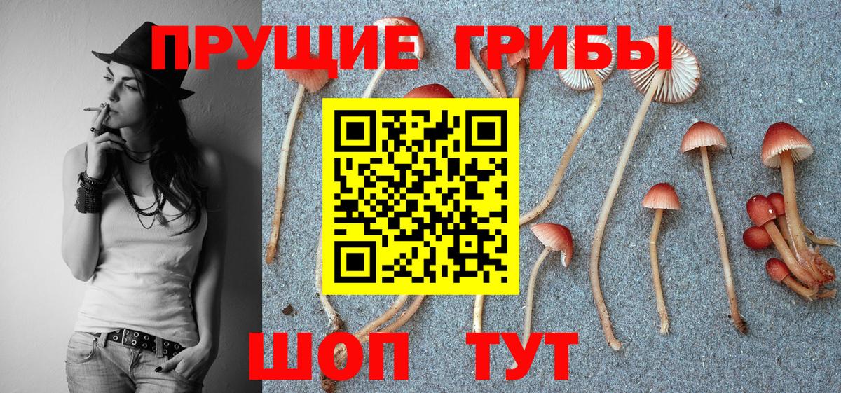 где купить наркотик  Вход с VPN  Пушкино  Галлюциногенные грибы Psilocybine cubensis 